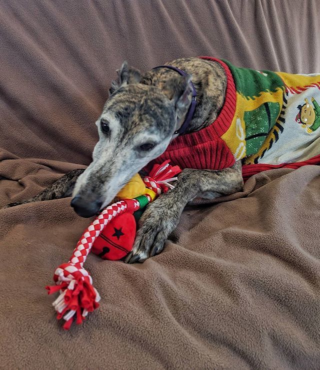 BeckyMcKimmy's tweet photo. Someone is enjoying their Christmas present.
.
.
.
.
#greyhounds #greyhoundsofinstagram #pixelthebrindle #brindle #brindlegreyhound #greyhound #greyhounddaily #greyhoundlove https://t.co/X1CuKb0KGQ https://t.co/k7uX3lEDCJ