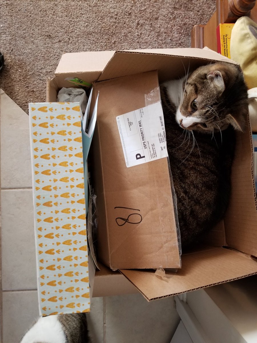 rfduval96's tweet photo. Wife: Honey, have you seen the cat? Me: I think I threw him out with the trash! #bigcat #smallboxes https://t.co/GduZ5lw0uU