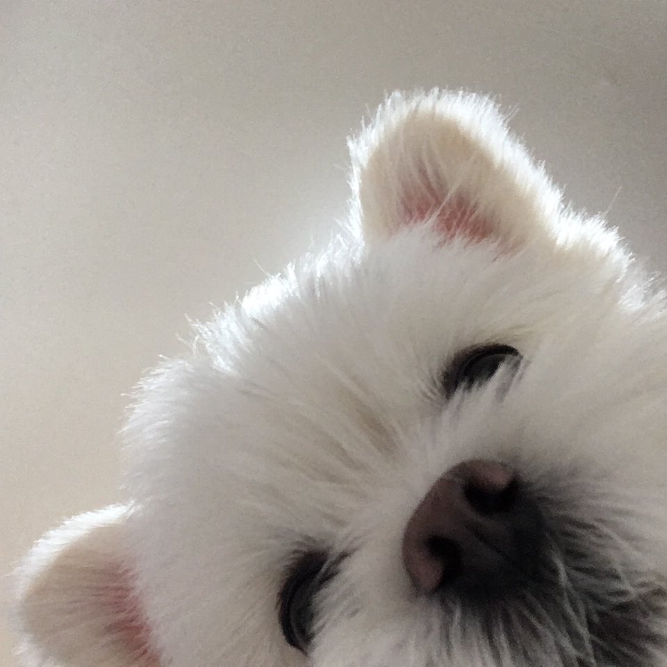 hi_bani's tweet photo. 에어드랍 강아지
저희 집 막내아들이엥여,.＾ν＾ https://t.co/Cmec2CBd0w