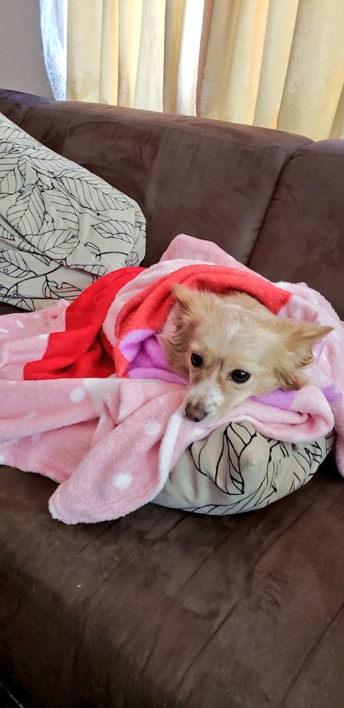 I really like my new christmas blanket