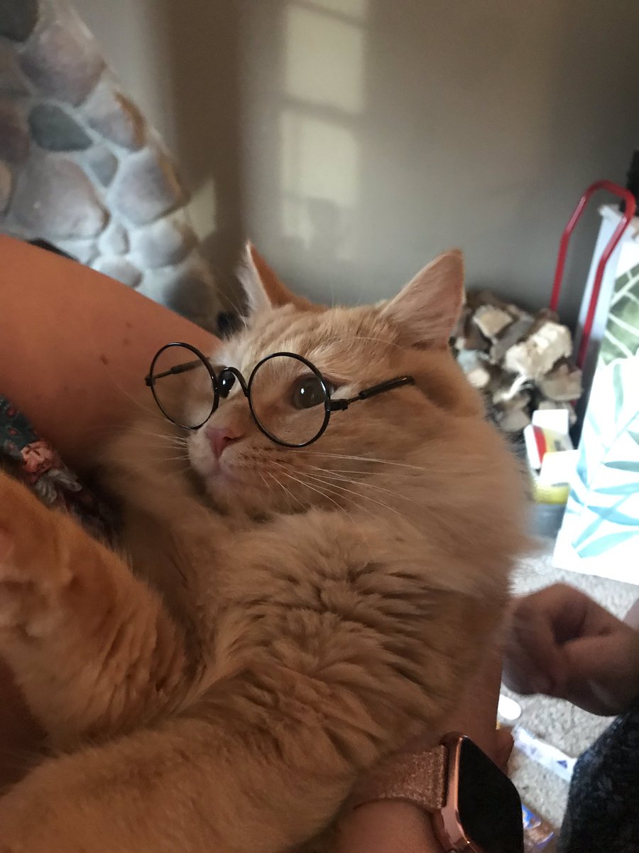 Heidi_Imhoff_'s tweet photo. finally my cat can see clearly https://t.co/fweYkydpoz