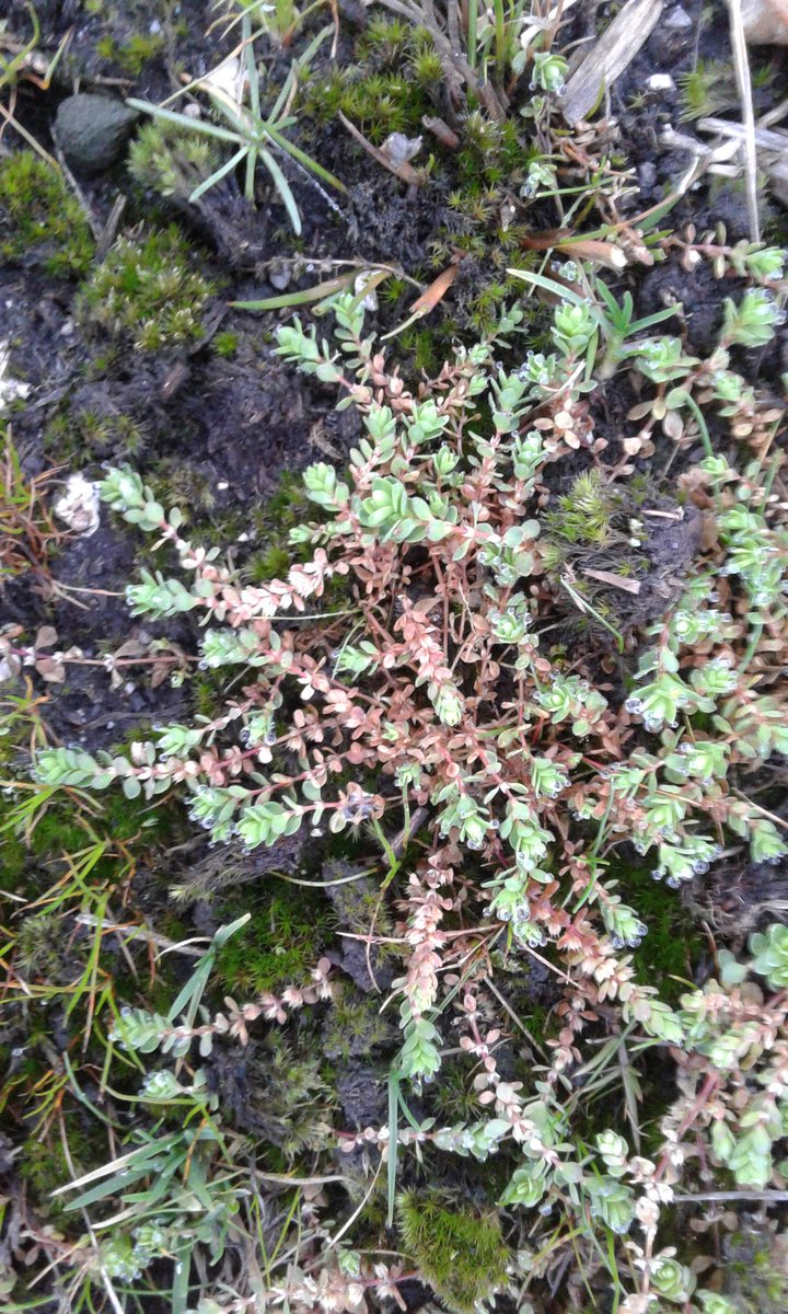 HIWWTConservation (@hiwwtconserve) on Twitter photo Went on a post lunch walk and made records #LivingRecord of two New Forest specialities nail fungus and coral necklace which was still in flower. #7DaysofWildChristmas <a href="/HIWWTConserve/">HIWWTConservation</a> Went on a post lunch walk and made records #LivingRecord of two New Forest specialities nail fungus and coral necklace which was still in flower. #7DaysofWildChristmas <a href="/HIWWTConserve/">HIWWTConservation</a>