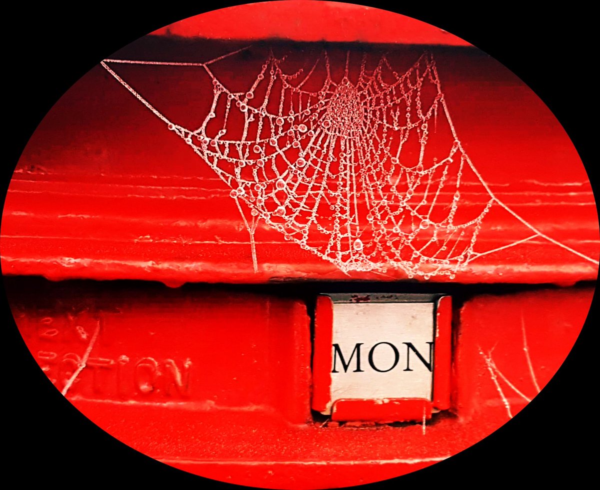Art in nature..Incey Wincey expecting special Christmas delivery. #spiders #Glasgowchristmas #specialdelivery #Christmas #postalservices