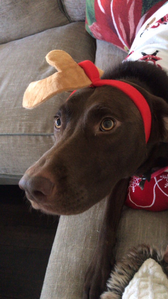 Sarah_Hyland's tweet photo. For every picture you post on social media with the hashtags #maxforgood & #TheGrinch @barkbox will donate $1 to organizations that support, train, or deploy active and retired working dogs around the country!!!! Here’s Boo!!!!! https://t.co/9TsuQOLuaB