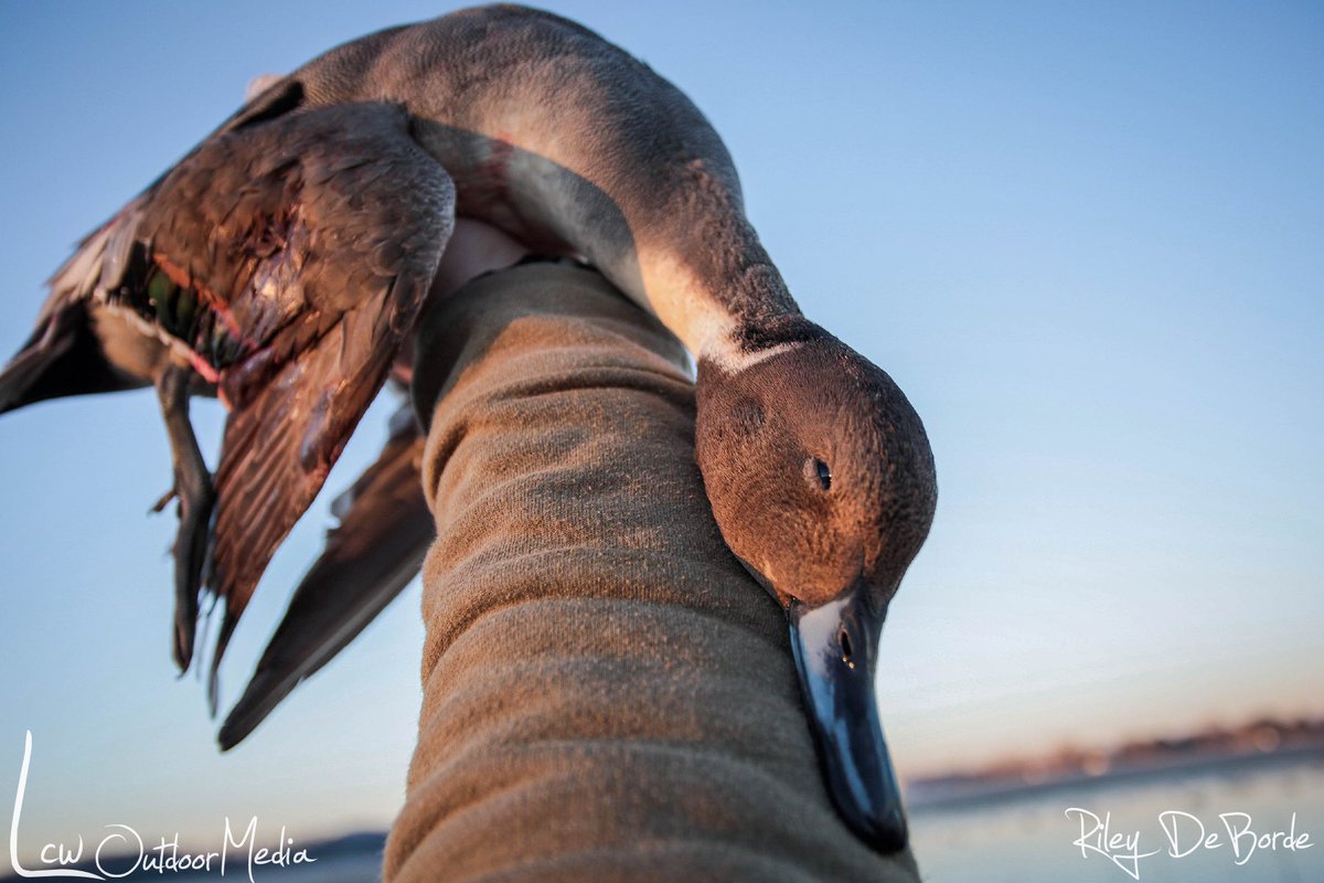 LCWaterfowl's tweet photo. Merry Christmas from our family to yours !! ๐๐๐๐
Photo credit ๐ธ @rdeborde_
.
.
#lastcallwaterfowl #lcwoutdoormedia #duckseason #makeeveryframecount https://t.co/7lpHfHmO4M