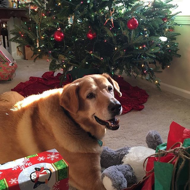 ponthieuxsJDS's tweet photo. Wishing our family & friends a Very Merry Christmas ๐ #ponthieuxs #onlyonaugusta https://t.co/1dZ9WoCiSh https://t.co/eutNThjRMP