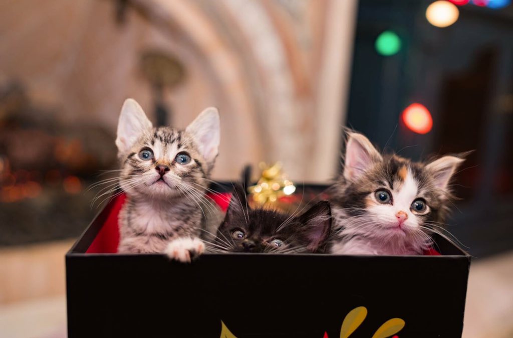 okhumane's tweet photo. #MeowyChristmas and #HappyPawlidays from all of us at #OKHumane! Just a reminder that all locations are closed today and will reopen tomorrow at normal hours. We hope everyone has a wonderful #holiday! https://t.co/CCAg9dfTAh