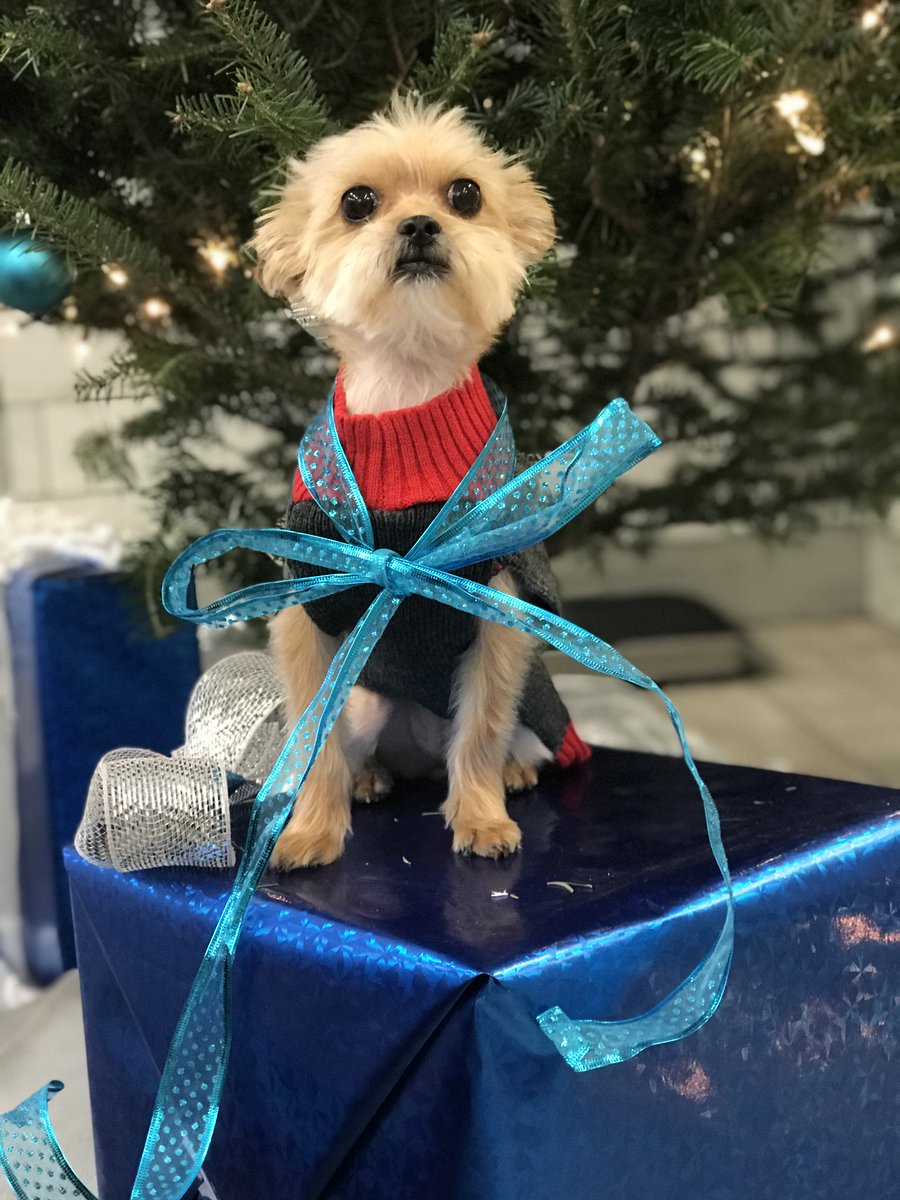 PPRUniversity's tweet image. Merry Christmas!!! #MerryChrismas #ChristmasDay2018 #dogs