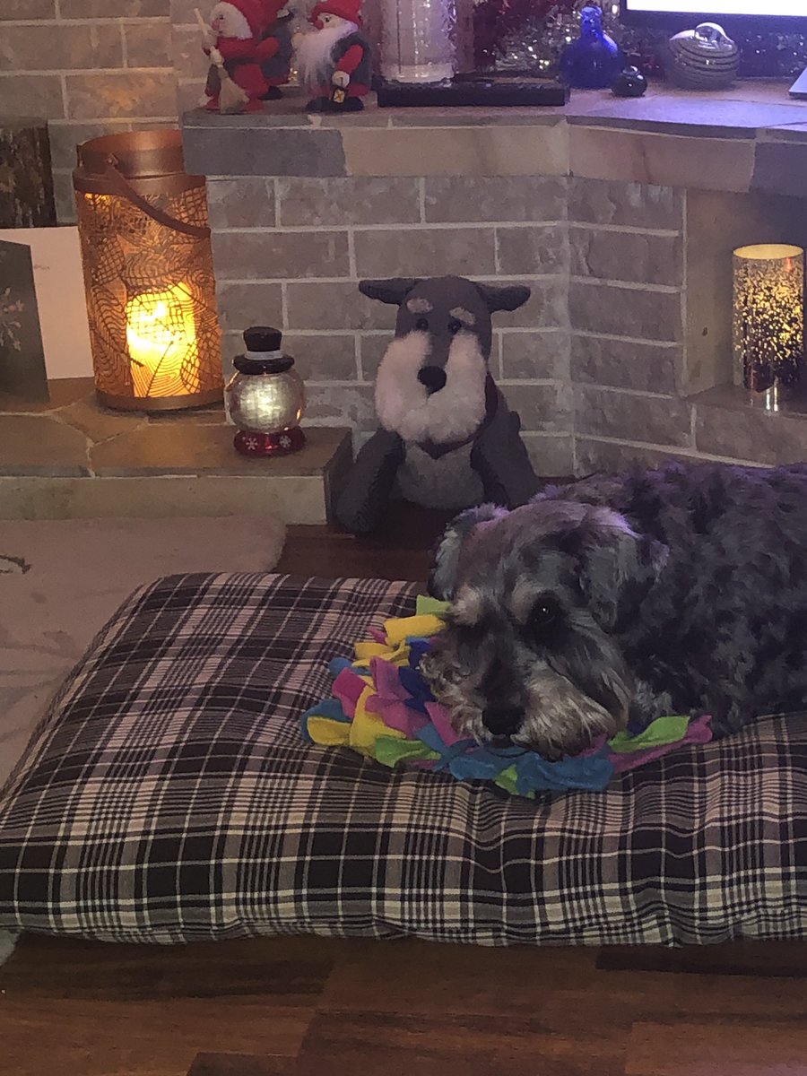 wheresthedisco's tweet photo. #snufflemat is now being used for snoozes! #multiuses #MerryChirstmas https://t.co/brmGBQeCJd