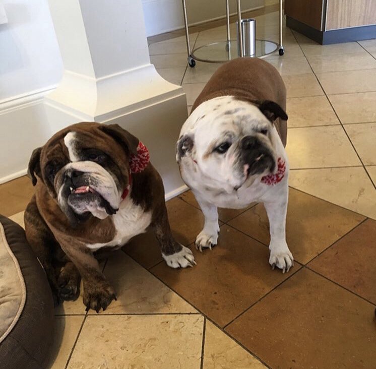 MECCAustin's tweet photo. Have a happy &amp; joyful holiday season 🌟🎄🕎☮️ Amos &amp; Ruby 🐶🐶🐾✨ https://t.co/CvpUihqfQ2
