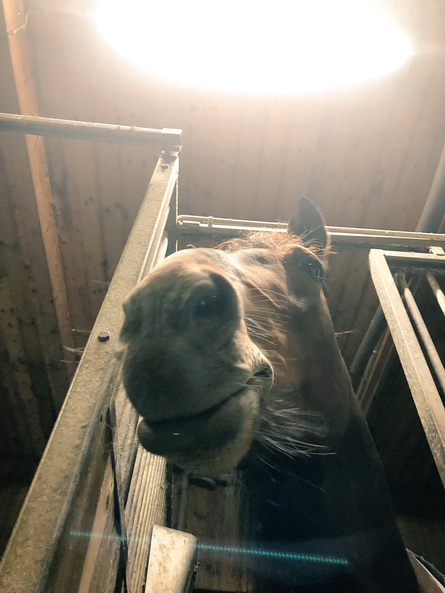 mlarsgard's tweet photo. Favorit i repris + lite hö i mun 🌟🐴 #ActionLauncher https://t.co/I5jNFYXuzX