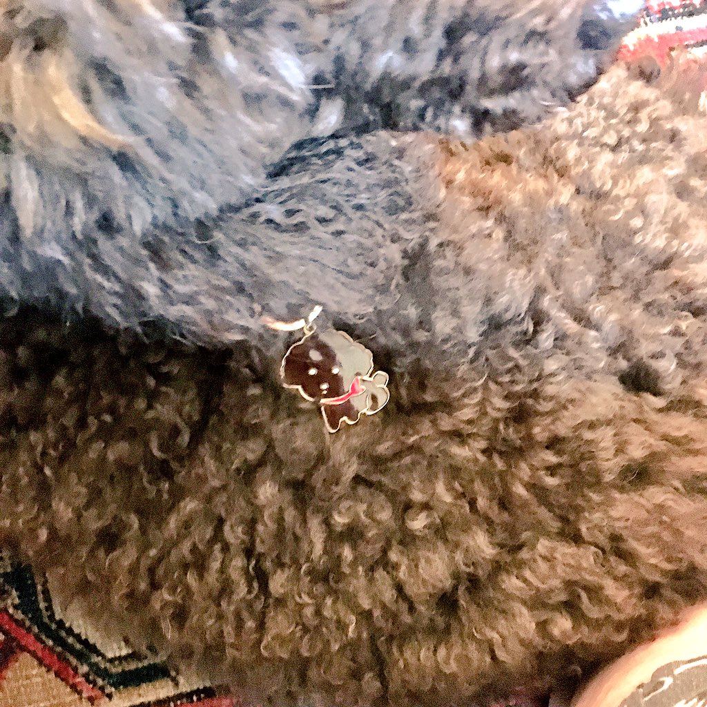 CocoaThePoodle's tweet photo. Merry Christmas! 🎄I wanted in on the action and got in wrapping paper. The girl got mom a Poodle key chain. They think it looks a bit like me. I'm not so sure, but anything Poodle related I approve of. #DogsofTwittter #poodlesoftwitter #CocoaThePoodle https://t.co/zcdoNaG4kj