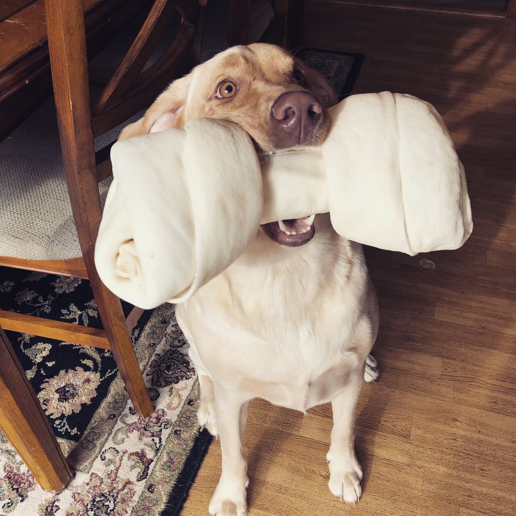 michellesoknice's tweet image. Rawhide as big as her holiday cheer 😬🎄 #MerryChristmas