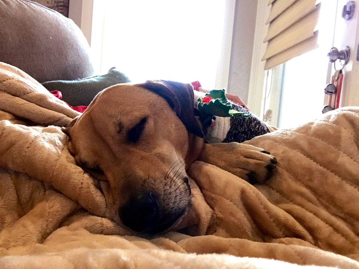 Buddy7514's tweet photo. 🎅🏻 brought the human an electric blanket. The packaging says the warranty is voided if there’s pet hair. So now it’s mine forever. I’m so happy 🎄 https://t.co/7XCbr0Ky83