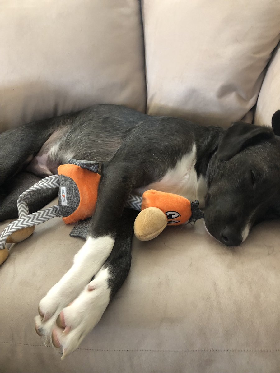 When you play to hard with your Christmas presents... enjoy your day off. The work starts back up on the walls tomorrow. #wallball   Merry Christmas from the DBU Lax family! We hope you’re having a blessed day and don’t forget the reason we celebrate today! #Champions4Christ