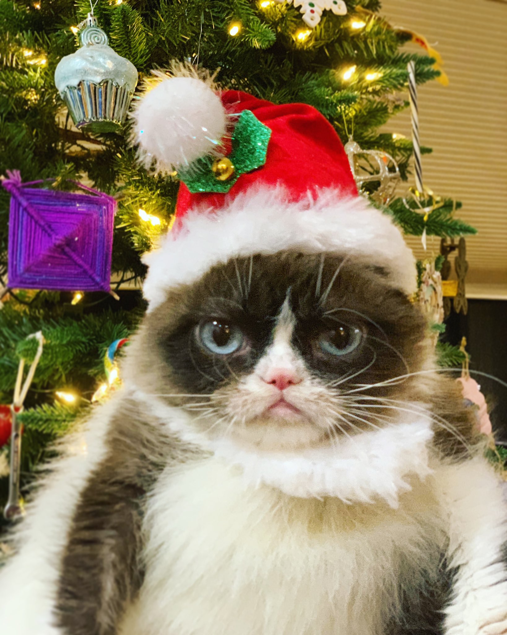 grumpy cat smiling christmas tree