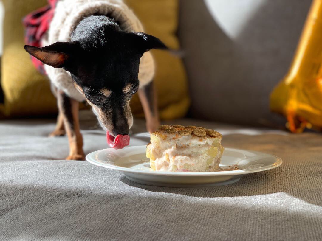 silliously's tweet photo. Mewwy Kissiemas evewyone 🎄🎅🏼💝🤶🏻&amp; Happy 10th Barkday to me!!! 🥳🎂🎁🎉🎈
#10yearsyoung #sweetpotatocake #birthdaycake #birthdaygirl #santababy #silliouslysparta #minpin 
#miniaturepinscher #doggo #cutedogs #ilovemydog #furbaby #doglovers #vegandog #dogsofnyc #adoptdontshop https://t.co/p4HZFJFDp0