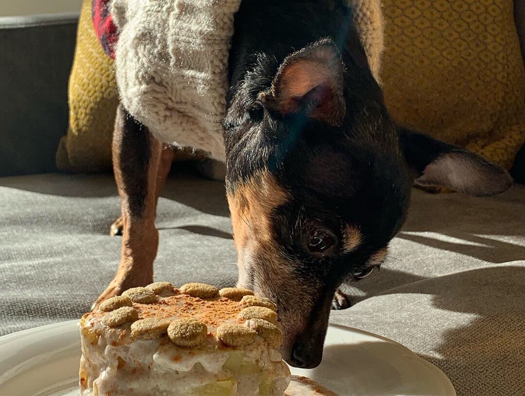 Mewwy Kissiemas evewyone 🎄🎅🏼💝🤶🏻&amp; Happy 10th Barkday to me!!! 🥳🎂🎁🎉🎈
#10yearsyoung #sweetpotatocake #birthdaycake #birthdaygirl #santababy #silliouslysparta #minpin 
#miniaturepinscher #doggo #cutedogs #ilovemydog #furbaby #doglovers #vegandog #dogsofnyc #adoptdontshop