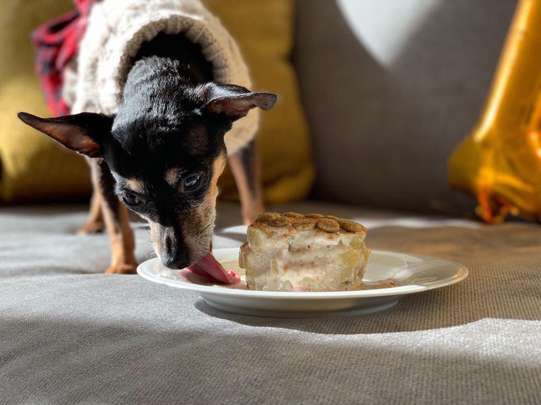 silliously's tweet photo. Mewwy Kissiemas evewyone 🎄🎅🏼💝🤶🏻&amp; Happy 10th Barkday to me!!! 🥳🎂🎁🎉🎈
#10yearsyoung #sweetpotatocake #birthdaycake #birthdaygirl #santababy #silliouslysparta #minpin 
#miniaturepinscher #doggo #cutedogs #ilovemydog #furbaby #doglovers #vegandog #dogsofnyc #adoptdontshop https://t.co/p4HZFJFDp0