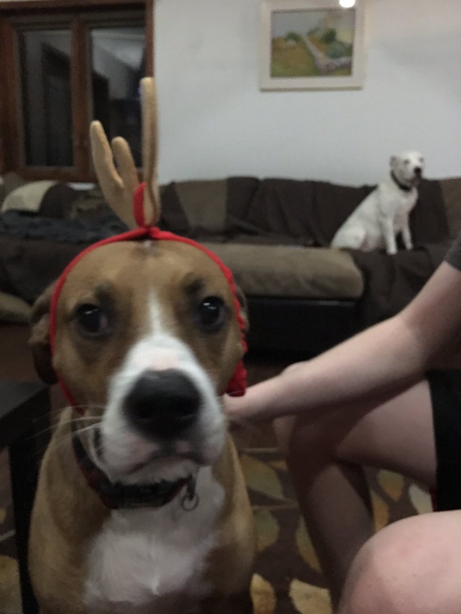 falloutgurl4's tweet photo. For every picture you post on here with #maxforgood & #TheGrinch @barkbox will donate $1 to organizations that support, train, or deploy active & retired working dogs around the country! Dally was scared of them and Riften was silently plotting his revenge against us...😶 https://t.co/xFzfrlxuNm