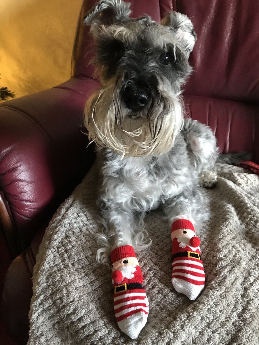 _Rufus_Dog_'s tweet photo. Hopin yoo as all haduh very merry kissmass. β€οΈβ€οΈ #SchnauzerGang #MerryChirstmas #Merrywoofmass #MerryKissmass #Ismeinnit https://t.co/v4JZzXz7Q7