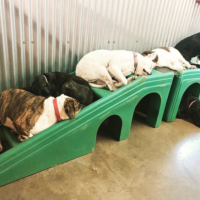 CampBowWow's tweet photo. The howlidays are exhausting 🐾🎁😴 Wishing all of our 4-legged and 2-legged friends a very merry Christmas and happy holidays! #merrychristmas #tireddogs #sleepyheads #camplife #tistheseason #christmas #happycampers #dogsarefamily #happyholidays #campb… https://t.co/0WTQto1osi https://t.co/6w4Pp1qkkd