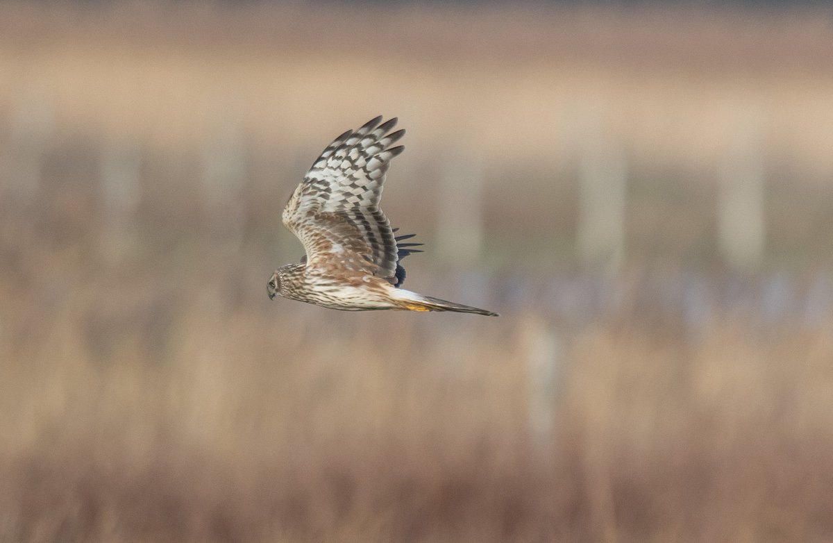 HEN HARRIER today at dorman,s second best bird of the day.