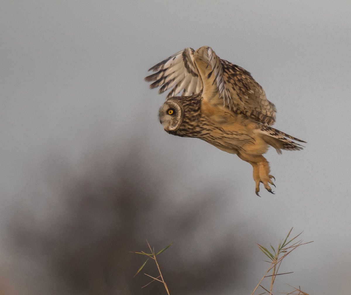 S.E.O. at zinc rd today, third best bird of the day.