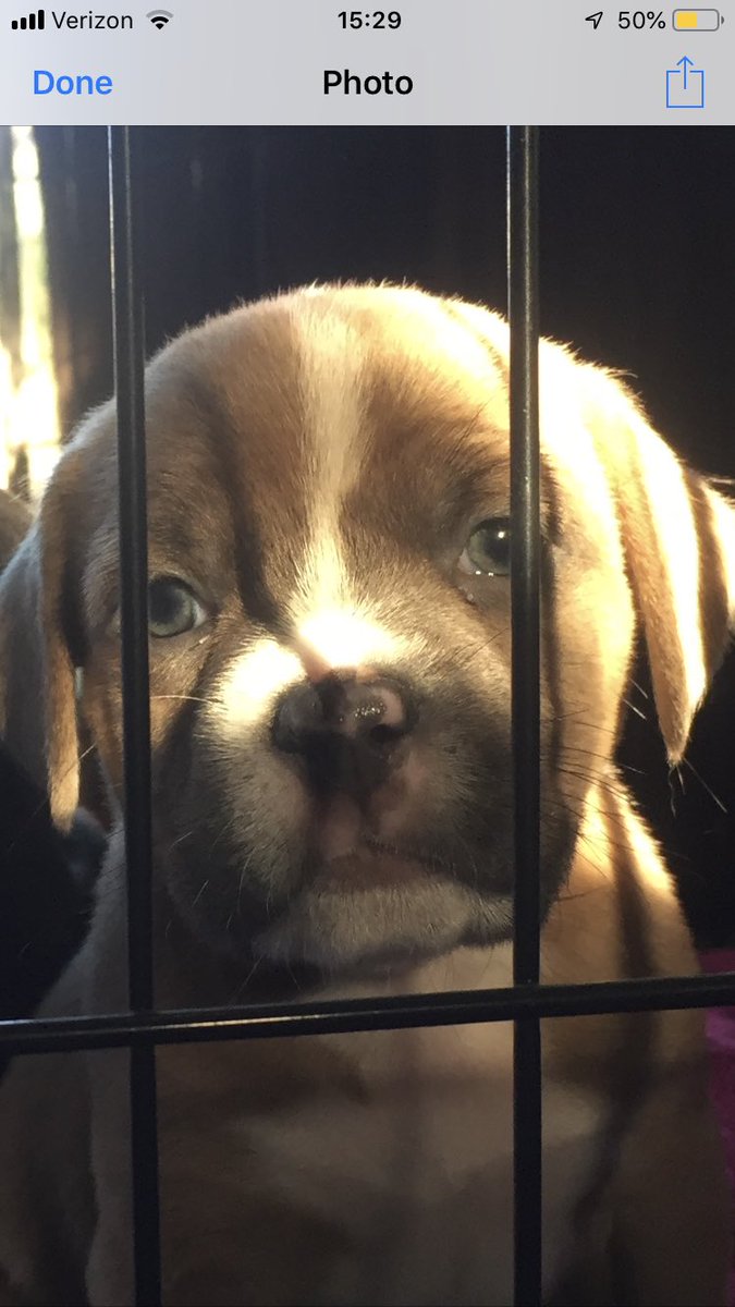 juicyjakeee's tweet photo. Christmas with puppies is the best Christmas https://t.co/vF1sZAePa8