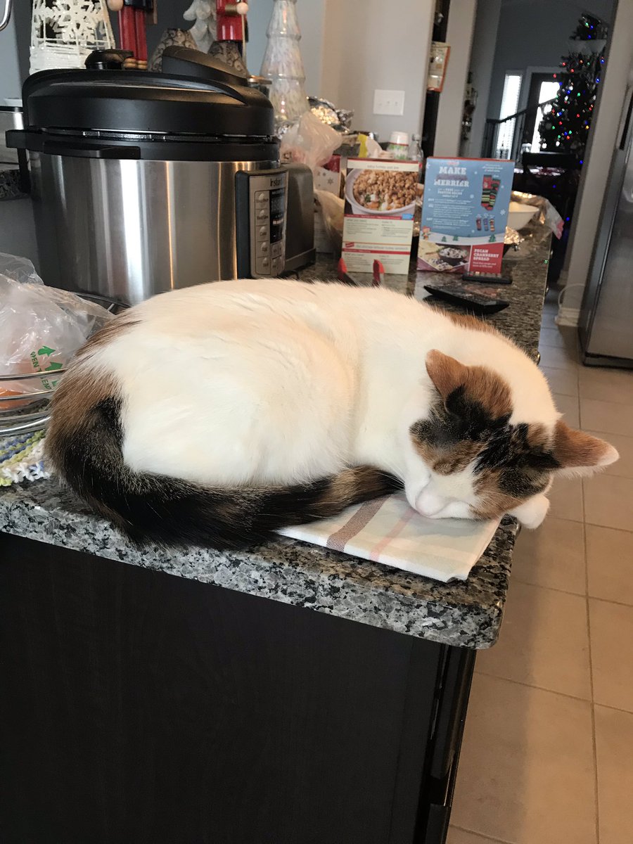 plentypixiedust's tweet photo. Making Christmas dinner calls for cat naps https://t.co/yon7GQilL2