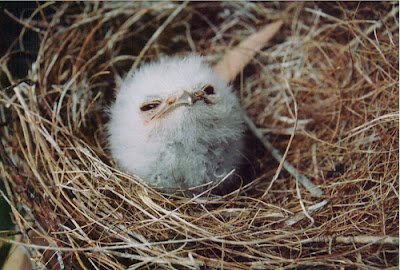 Weird_AnimaIs's tweet photo. The tawny frogmouth.

(Photo Trixie Benbrook) https://t.co/ls567XdbrO