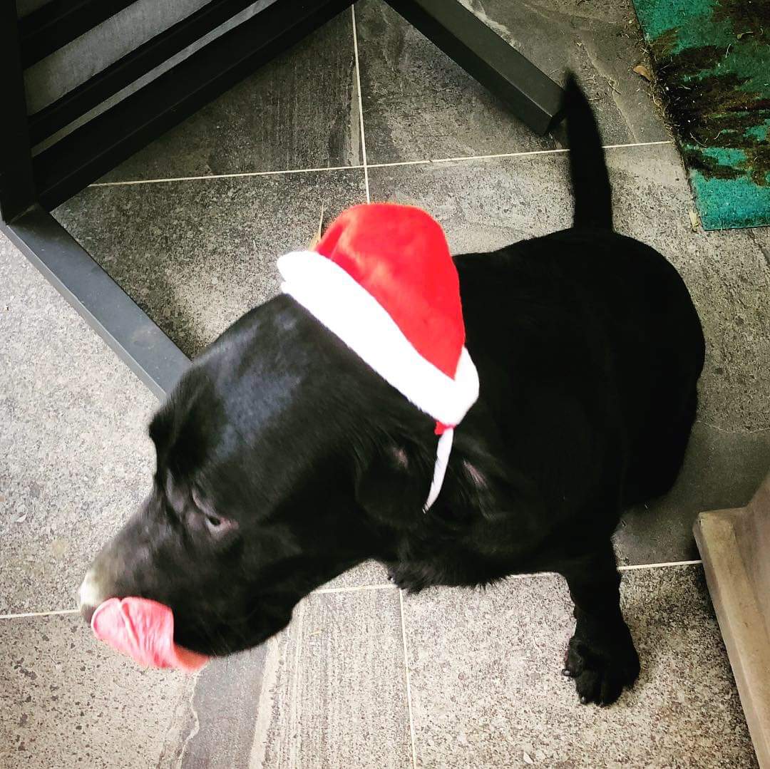 jamesfc23's tweet photo. @BreakfastNews Luna had a great day just eating all the turkey! https://t.co/AWHIWniNBE