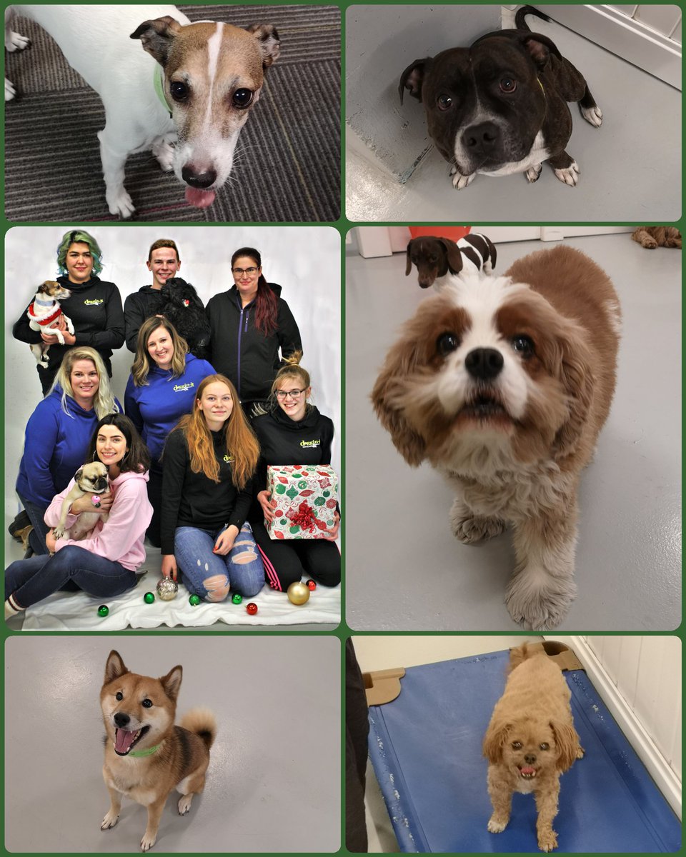 Merry Christmas and Happy New Year from all of us at Doggin-it Daycare &amp; Grooming! 🎄🎅🎄
#dog #dogs #yycdogs #calgarydogs #yyc #calgary #dogsoftwitter #petsoftwitter #christmas #merrychristmas #happynewyear #christmas2018 #christmas🎄