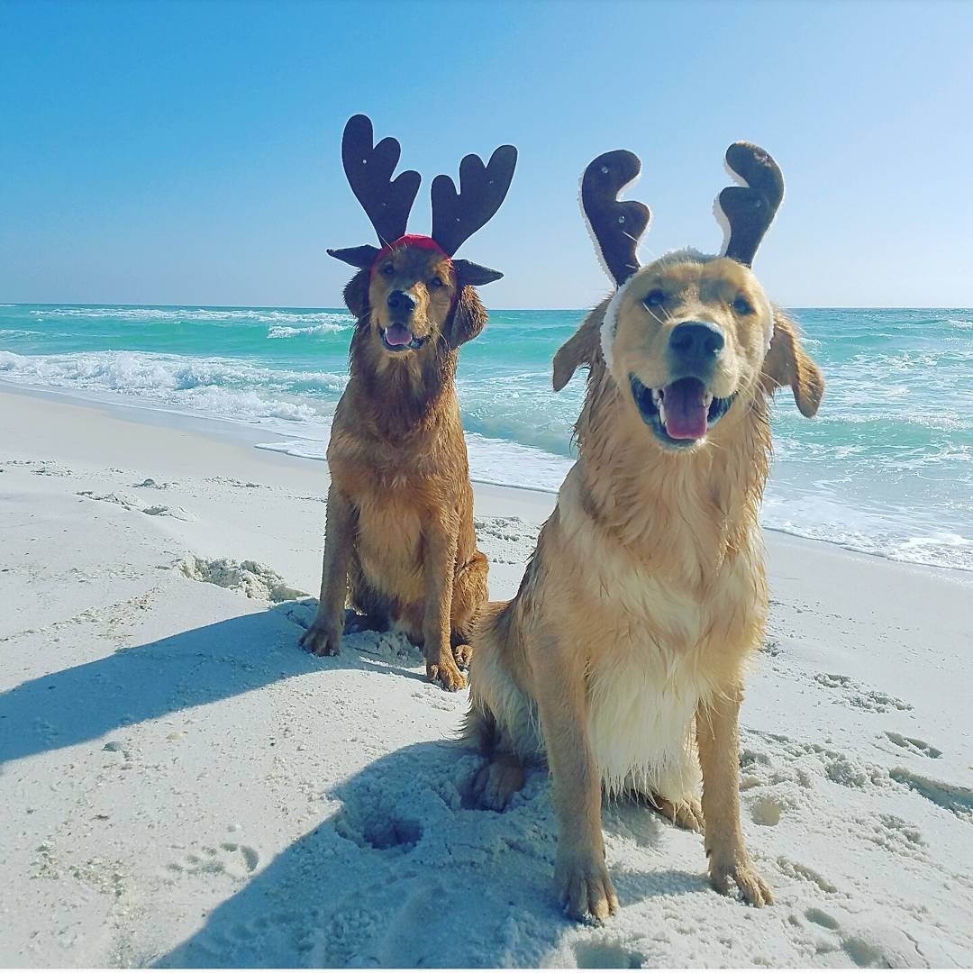 VisitPensacola's tweet photo. Feelin' Festive 🎄 📷 @goldenpuppies_of_anarchy #experiencepcola #lovefl #sharealittlesunshine https://t.co/bh7vjlQHMn