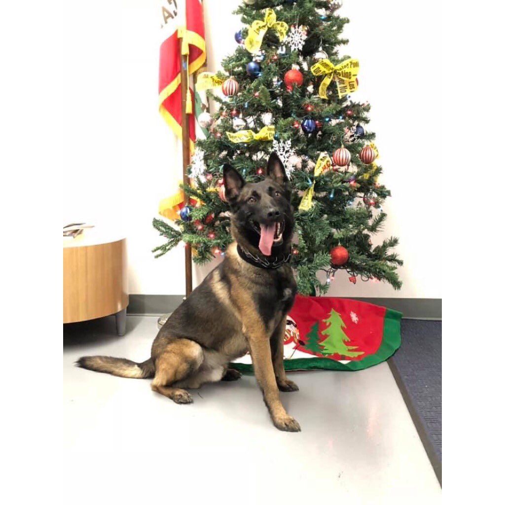 TheK9Fund's tweet photo. Merry Christmas from #K9 Cash, #LAPDK9 and the #K9Fund! https://t.co/4u8nv1sAd4