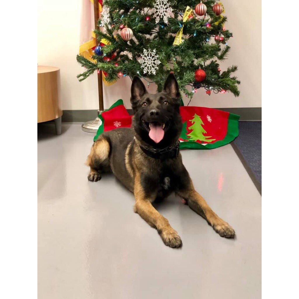 TheK9Fund's tweet photo. Merry Christmas from #K9 Cash, #LAPDK9 and the #K9Fund! https://t.co/4u8nv1sAd4