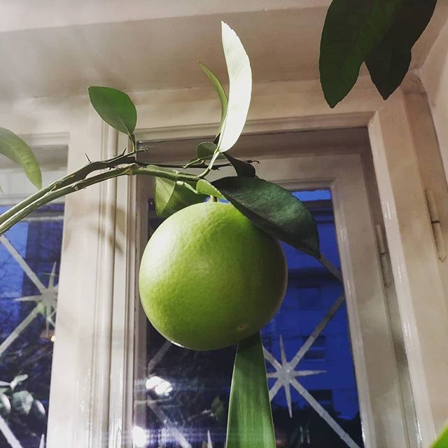siwa's tweet photo. Grejpfrutka Grażynka rośnie w siłę. 
#grapefruittree #grapefruit #fruit #owoc #growing #photo https://t.co/EeAMjrz9Qp