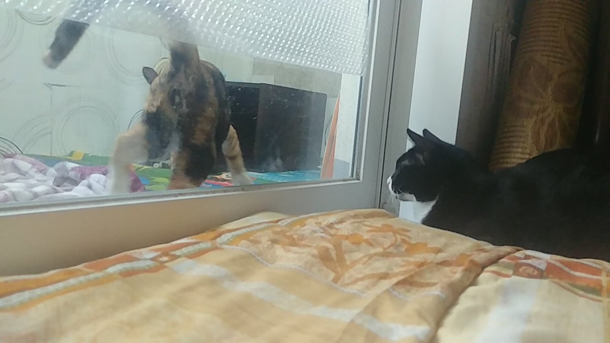 orlorool's tweet photo. 양갱이 진짜진짜 이쁘고 고양이 진짜진짜 좋아하고 장난감 진짜 엄청 좋아하도 습식도 다 잘먹는 돼지돼지천사인데 입양문의가 진짜 없다...ㅠ 진짜 얼마만큼 돼지냐면 나는 얘가 안먹는걸 본적없다 습식 리토가 남긴거까지 다 먹고 배 빵빵해져서 누워있으면 그게 그렇게 이쁠수가없는데 https://t.co/yVj0cTLGCb