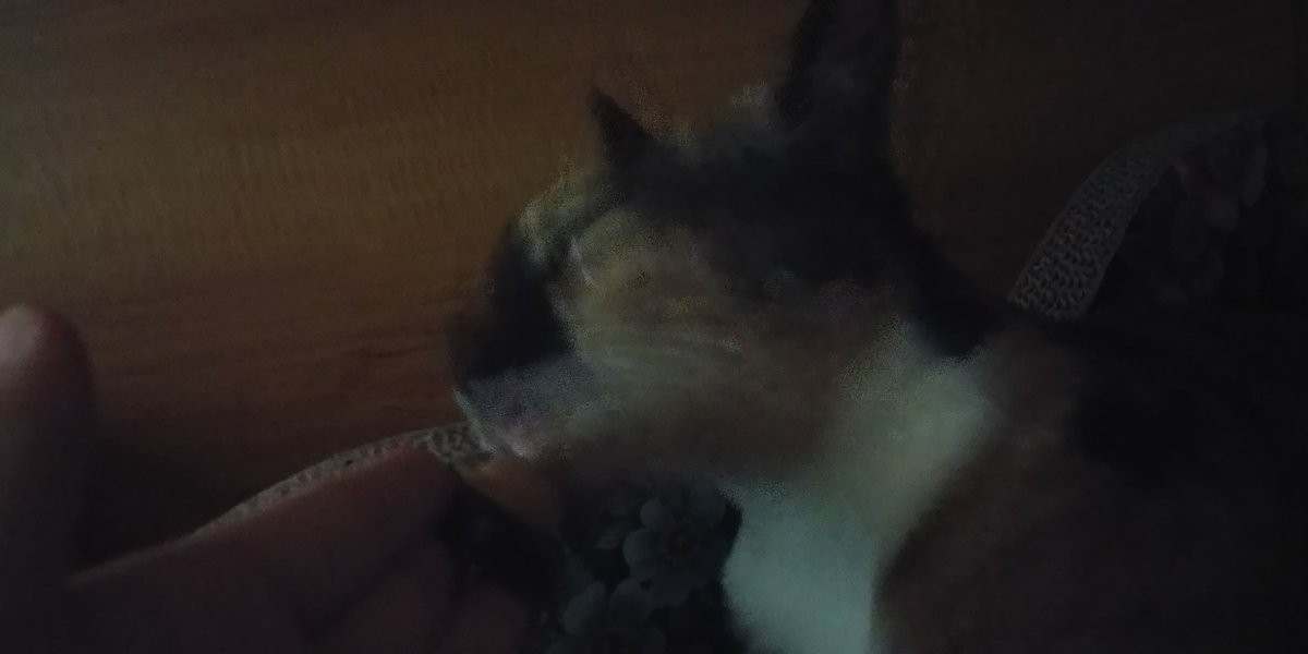 orlorool's tweet photo. 양갱이 진짜진짜 이쁘고 고양이 진짜진짜 좋아하고 장난감 진짜 엄청 좋아하도 습식도 다 잘먹는 돼지돼지천사인데 입양문의가 진짜 없다...ㅠ 진짜 얼마만큼 돼지냐면 나는 얘가 안먹는걸 본적없다 습식 리토가 남긴거까지 다 먹고 배 빵빵해져서 누워있으면 그게 그렇게 이쁠수가없는데 https://t.co/yVj0cTLGCb