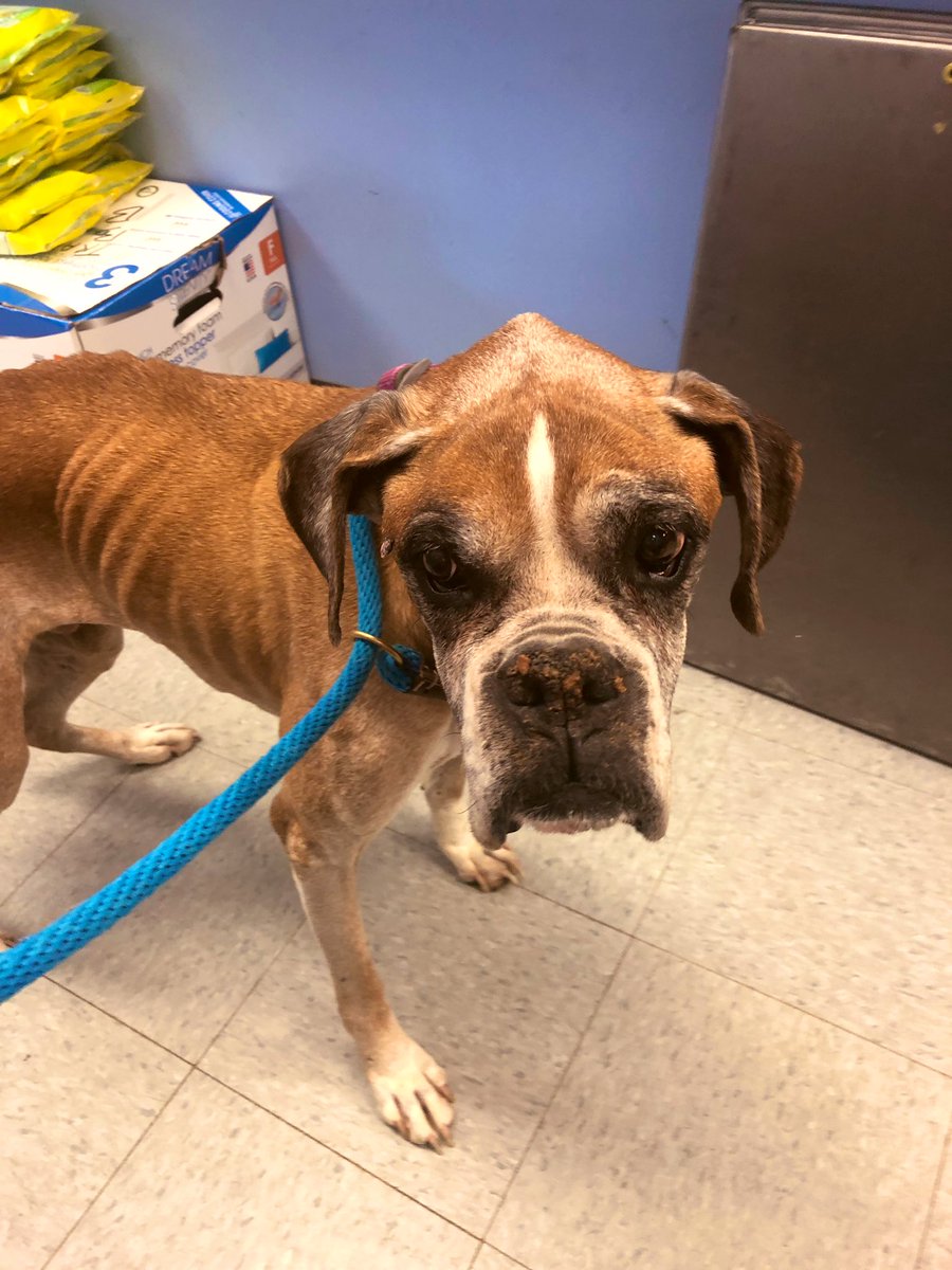 Wendy_Buckley's tweet photo. This is what love and 18 days of a LOT of feedings can do. Dallas has come so far. #ChristmasMiracle #seniorboxer #AdoptDontShop #dallasboxer https://t.co/l94Llw4J3D