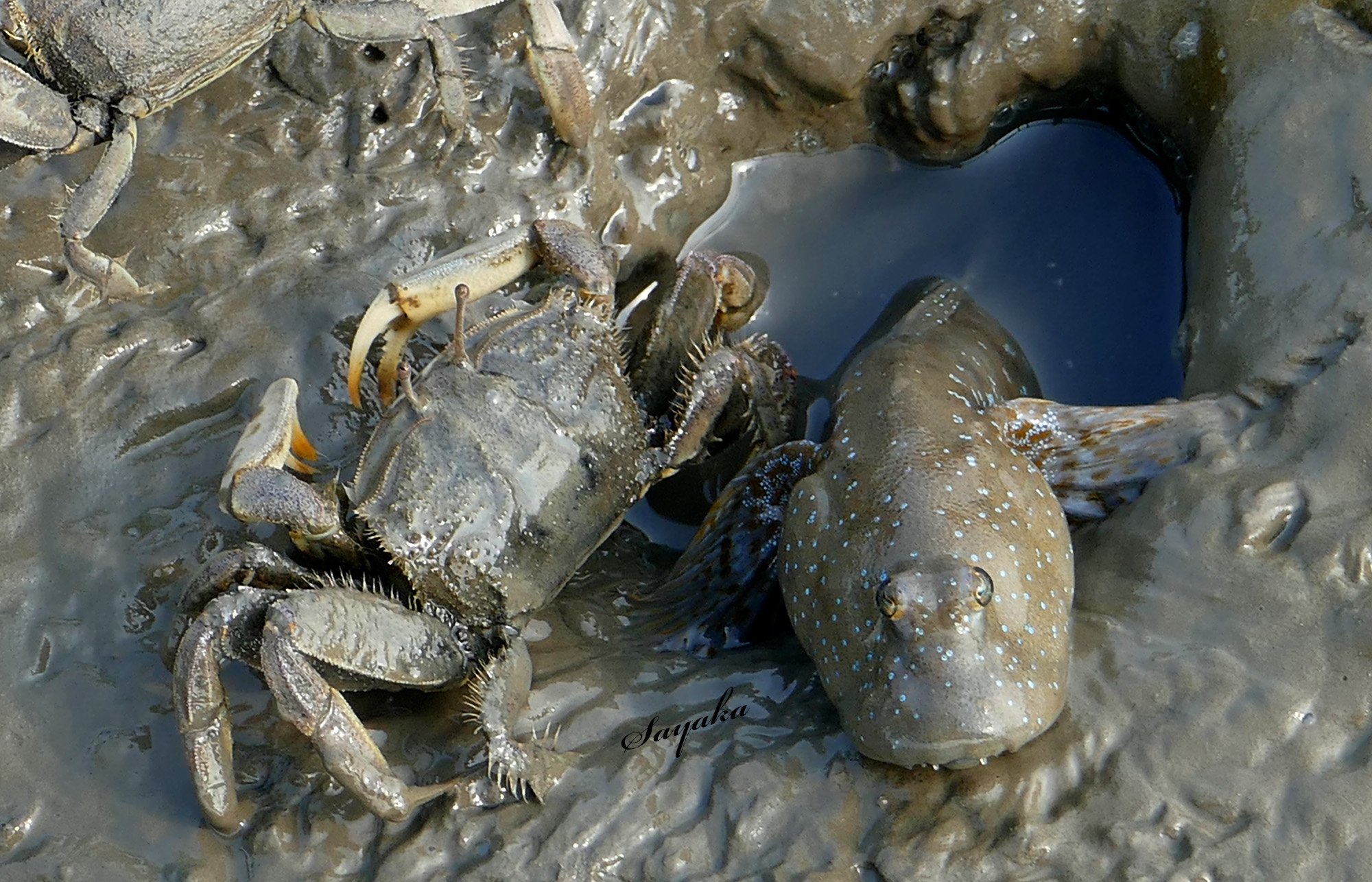 Sayaka 有明海の生き物 ヤマトオサガニ 隣はムツゴロウ この辺の干潟で一番多くみられるカニ ムツゴロウとは仲がいいのか悪いのかよくわからない よく晴れた日には身じろぎもせずお日様にあたっている 真っ白に燃え尽きたように見えるが ただの日光浴