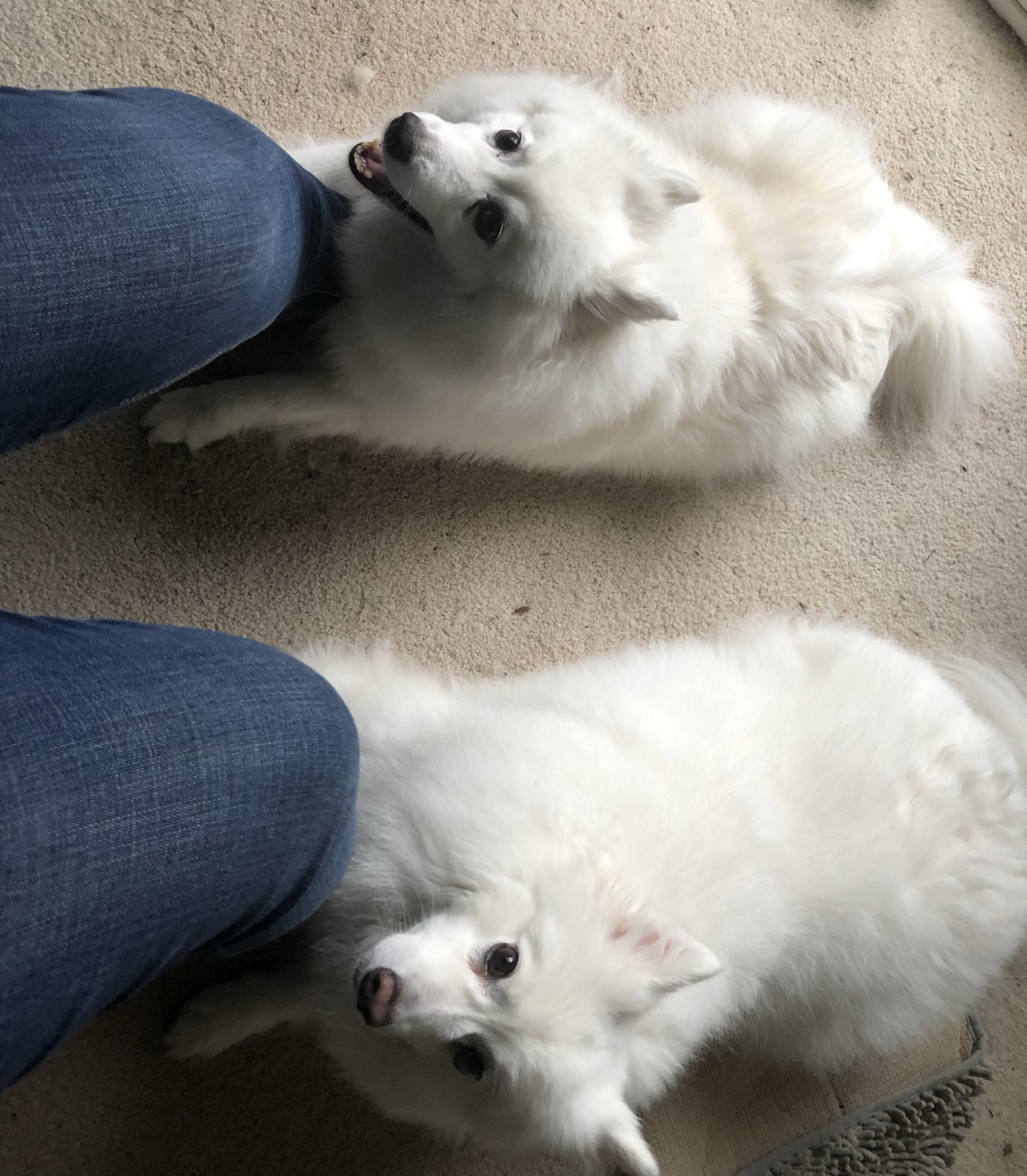 samoyed slippers