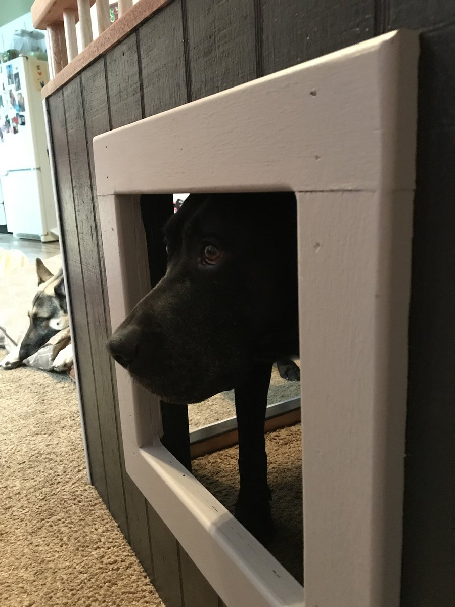 TheLanther's tweet photo. The man Human made my lady Human this very special raised dog bed for Christmas. same height as the bed. Underneath is a dog cave with a window - a club house for dogs (no Humans allowed... well, except SHE already got in it!!!). It is truly beautiful! We love it!!! https://t.co/tI52FUxa96