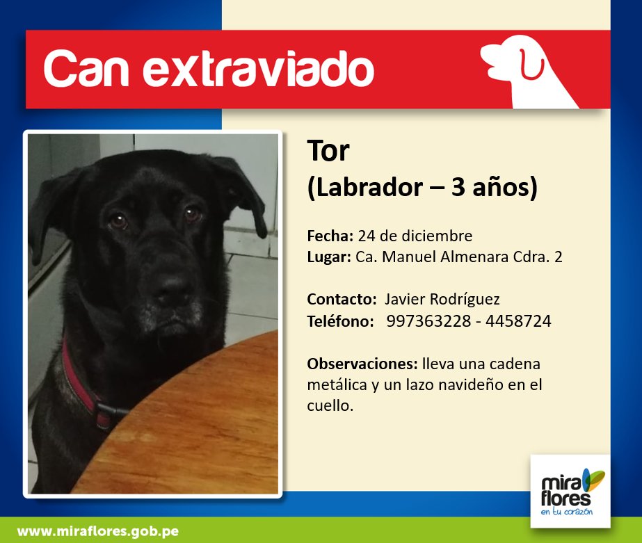 miraflores24h's tweet photo. #CanExtraviado Dale RT y Difunde por favor, ayudemos a Tor a volver a casa. https://t.co/mKoRTksjl9