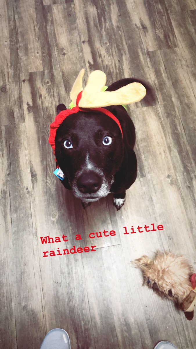 Meghanpace's tweet photo. Merry Christmas too all humans and pups especially the working pups #maxforgood #TheGrinch https://t.co/s8FRGzhtT9