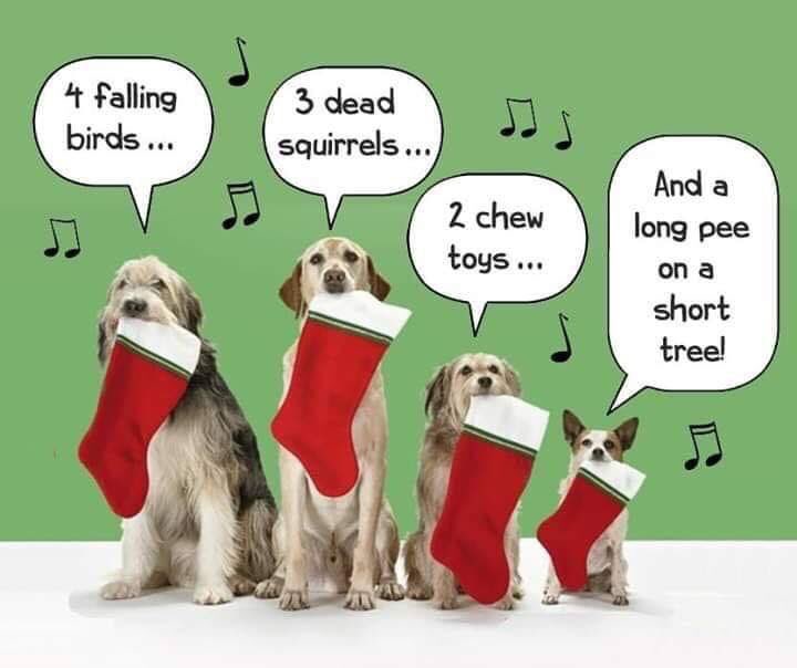 BecauseOfYou_OK's tweet photo. Happy Holidays animal peeps! https://t.co/vkBhHs4eXB