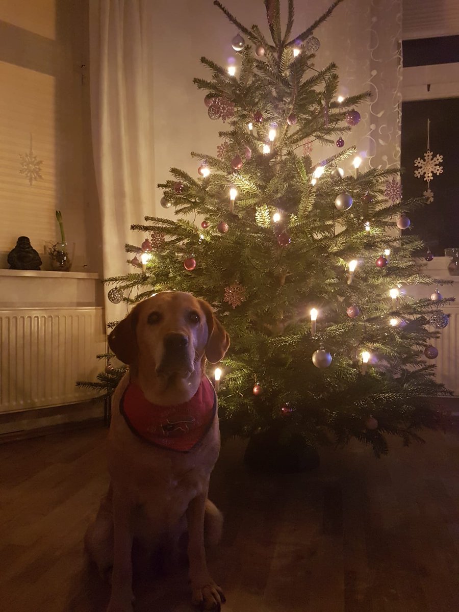 TeamEchoSierra's tweet photo. #weihnachten
Tag 1 und 2 im engsten Kreis der Familie überstanden.

Euch allen noch ein paar erholsame, besinnliche Tage - vllt mit der Familie und Freunden bei guten Essen.

#zurückinsleben mit #Familie und @rehahunde

#ptbs #Bundeswehr #weihnachten #EinsatzVeteranen https://t.co/CxfdUmVKoE