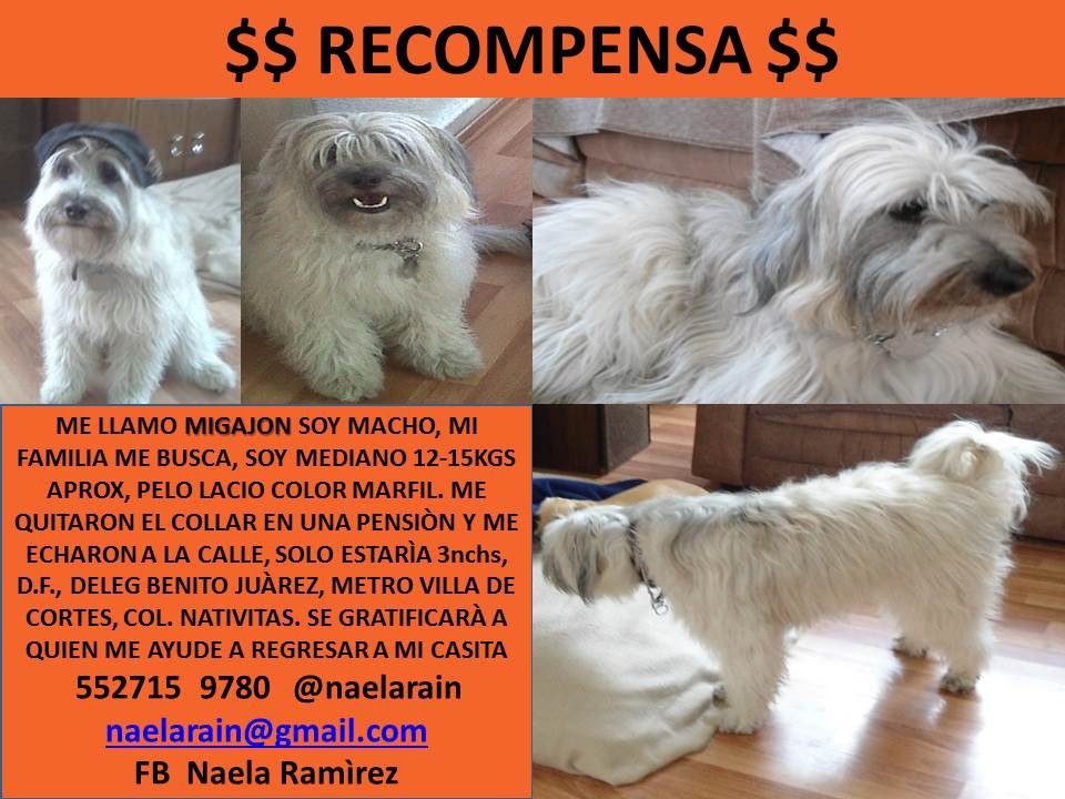 diana_dfc's tweet photo. RT másivo por favor estos peques llevan 5 años perdidos pero sus dueños no se dan por vencido, somos muchos ojos y juntos podemos lograr el reencuentro ya lo comprobamos con #Toto @MascotasSismo @_PatriciaAnaya @lawera33 @naelarain @MarianimaLOVERS @JerrxG13 @perrososmx @acano52 https://t.co/y0yLfhSohx