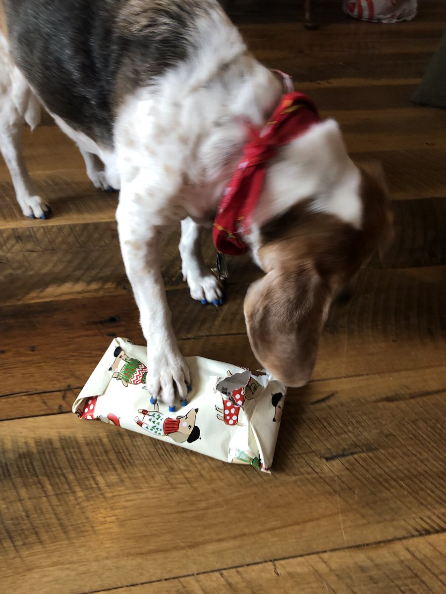 BeaglePasha's tweet image. Thank you our #SB2018 @DarbyMurphy64 you made our Xmas so much more special! We loved loved loved our pressies! There aren’t enough words to describe! M is still counting the squeakies in the alligator 😂 She didn’t wanna throw away the wrapping paper🙈 Arroooos from Houston!