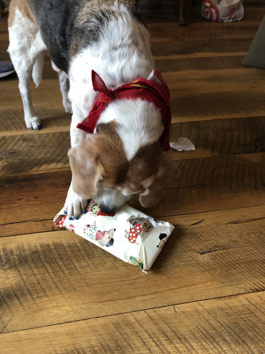 BeaglePasha's tweet image. Thank you our #SB2018 @DarbyMurphy64 you made our Xmas so much more special! We loved loved loved our pressies! There aren’t enough words to describe! M is still counting the squeakies in the alligator 😂 She didn’t wanna throw away the wrapping paper🙈 Arroooos from Houston!